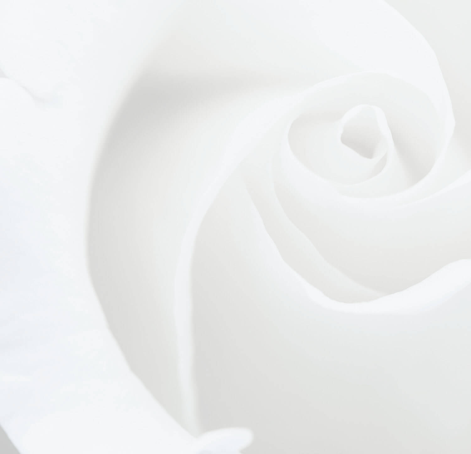 Photo of a white rose